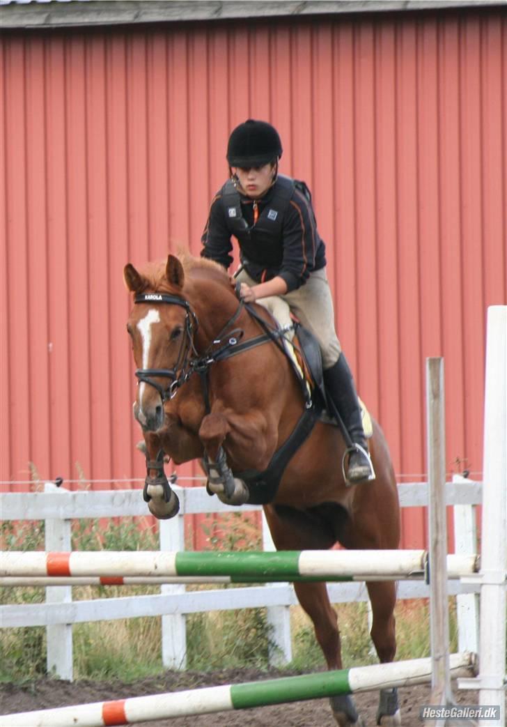 Hollandsk Varmblod Karola  - jaaer;b billede 10