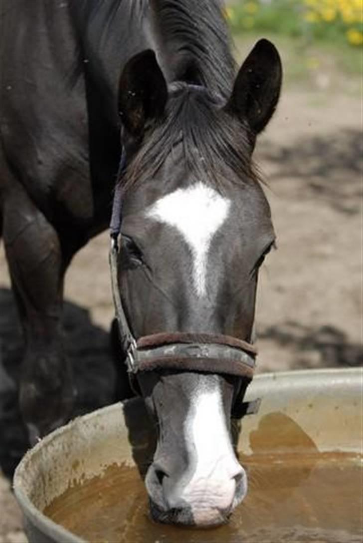 Oldenborg Tøsen - Foto Charlotte Ramsdalh billede 4