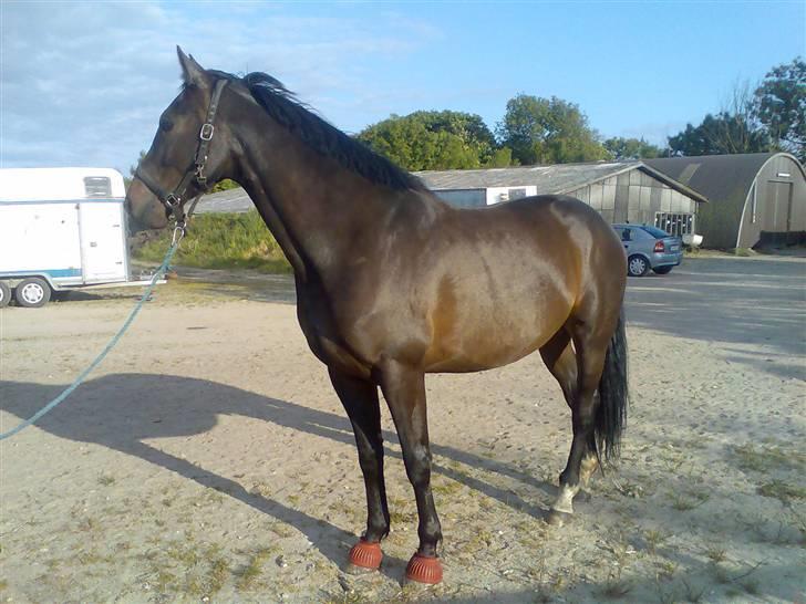 Hollandsk Varmblod Zoran billede 14