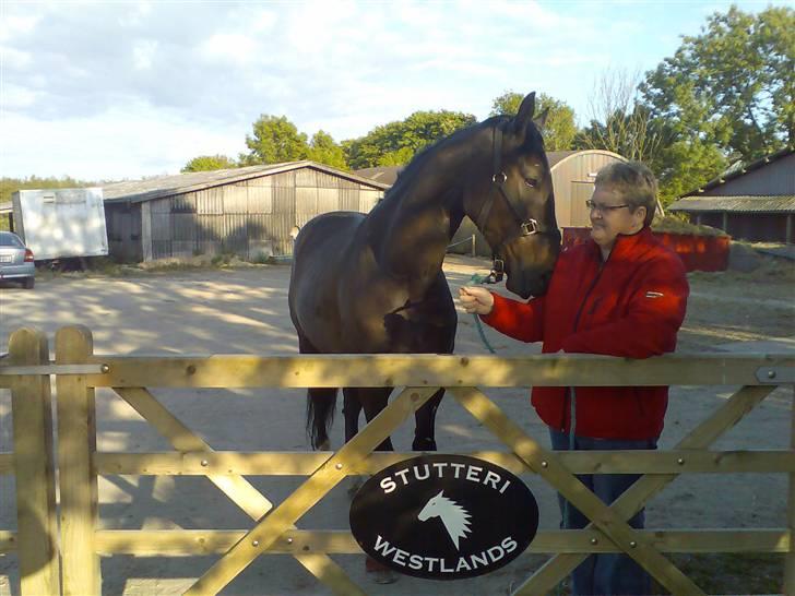 Hollandsk Varmblod Zoran billede 15