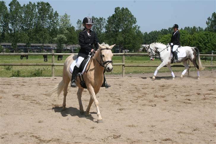 Gotlandsruss molly<333 - til stævne <333 billede 1