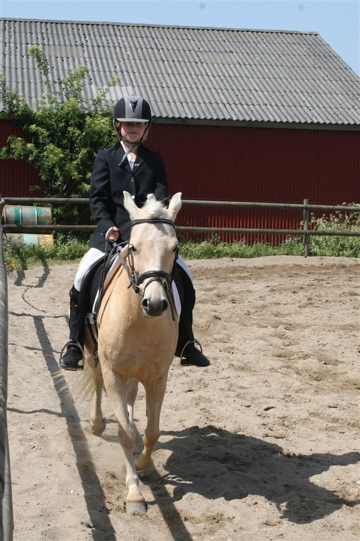 Gotlandsruss molly<333 - til stævne <333 billede 2