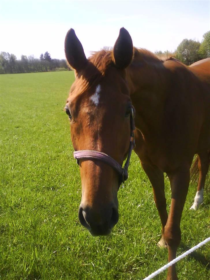 Fuldblod (XX) Pearl Harbor billede 11