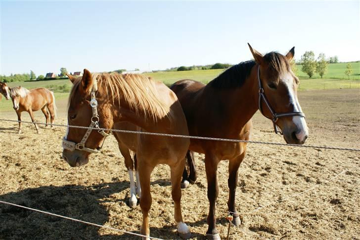Oldenborg Møllestedets Highlight HIMMELHEST - Her sammen med sin bedste ven. Kan ikke huske hvad den røde hedder. billede 3