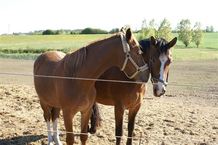 Oldenborg Møllestedets Highlight HIMMELHEST - Hans bedste røde ven sidste år.  billede 4