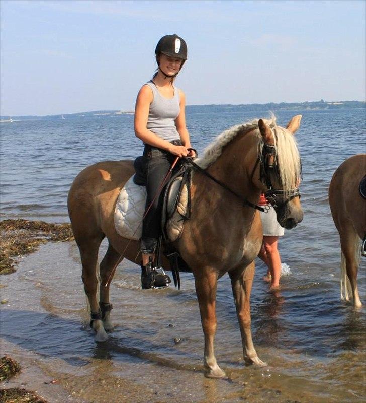 Tyroler Haflinger Morella - Nr. 9. billede 9