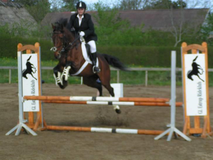 Fuldblod (XX) Jackie Windswept xx SOLGT - GERK 04.05.08 billede 12