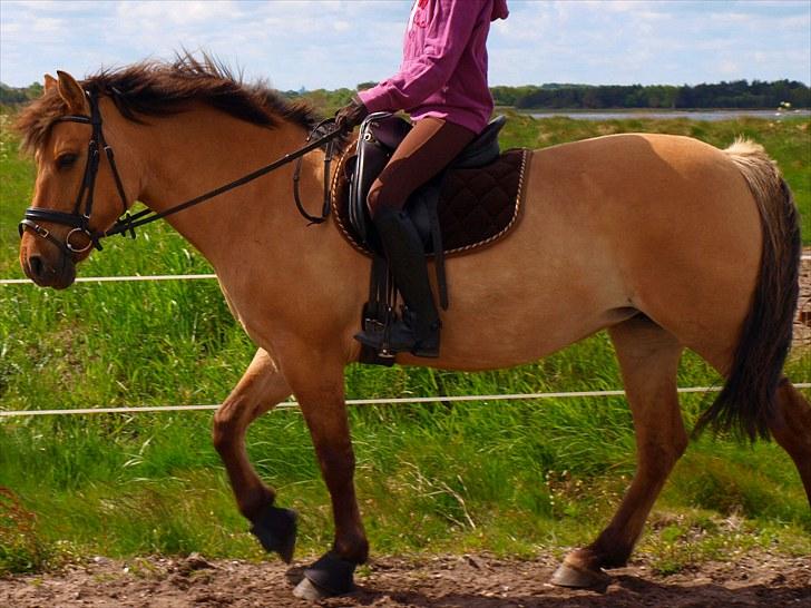 Anden særlig race Kiki  - Nyt!! -KL FOTO billede 7