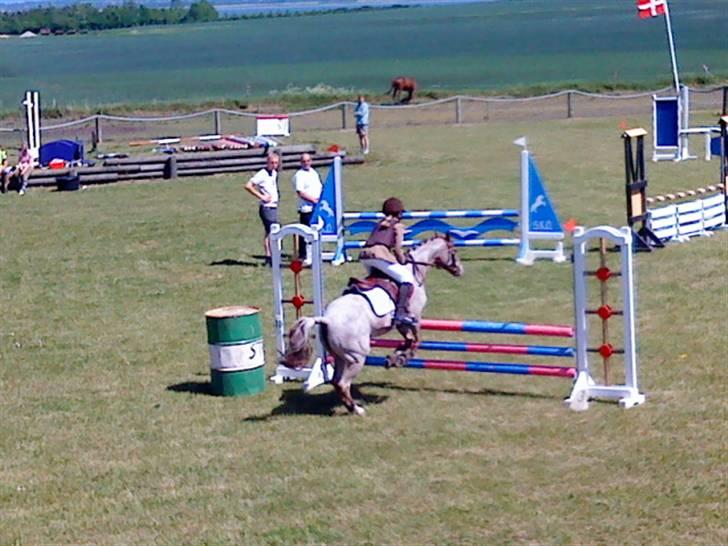 Welsh Pony (sec B) Amandas ElveraSolgt:/ - så, op med benene, og spring. billede 7
