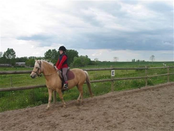 Gotlandsruss molly<333 - miiq og molly ude og hygge ride igen <333 billede 4