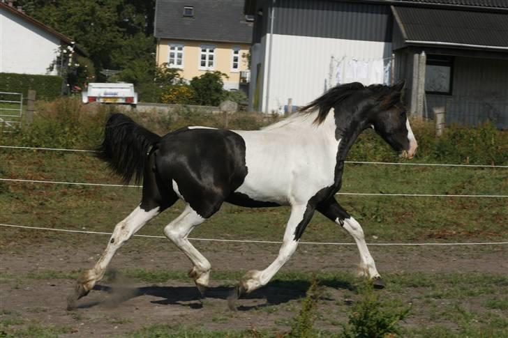 Barockpinto Angel af Pilevadgaard billede 9