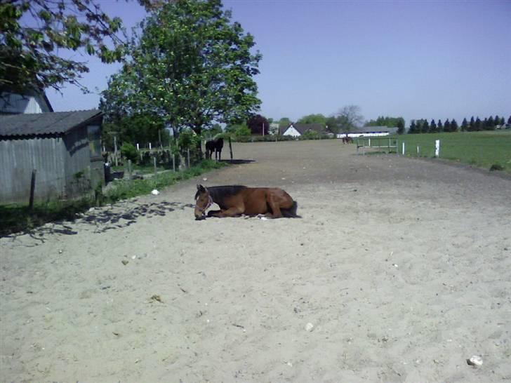 Dansk Varmblod Lady Leonora billede 1