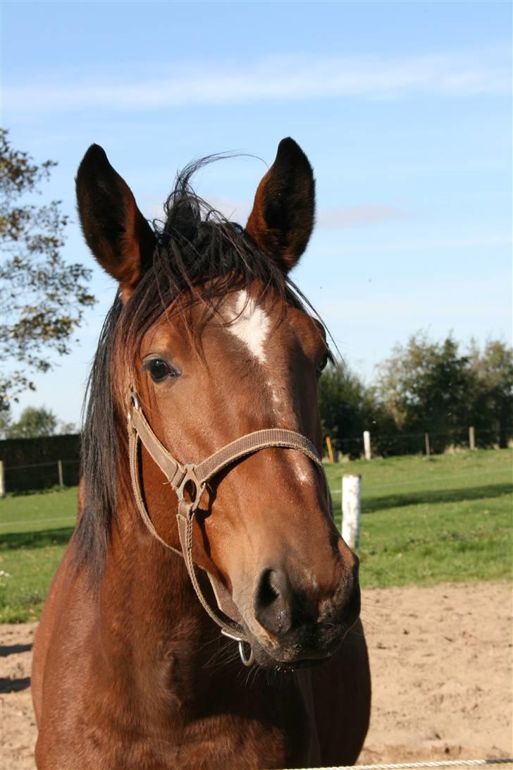 Dansk Varmblod Lady Leonora billede 2