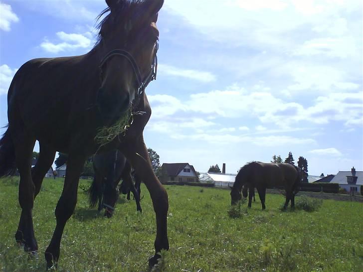 Dansk Varmblod Lady Leonora billede 3