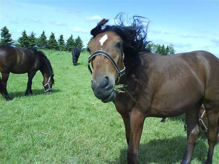 Dansk Varmblod Lady Leonora billede 4