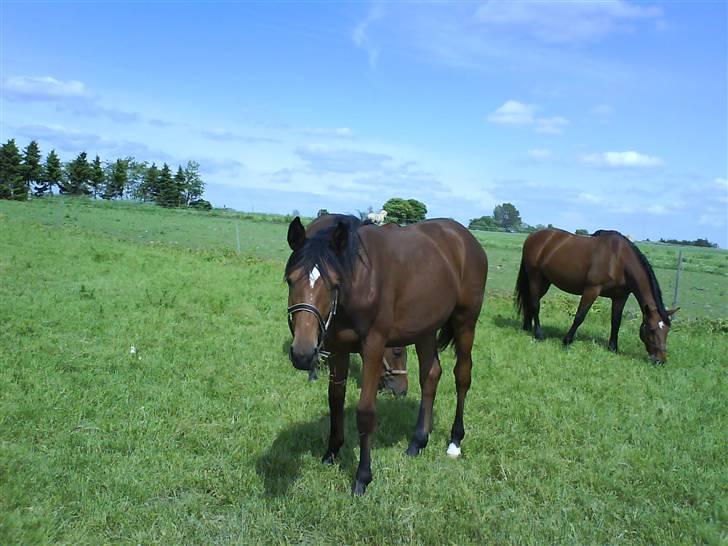Dansk Varmblod Lady Leonora billede 5