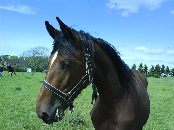 Dansk Varmblod Lady Leonora billede 6