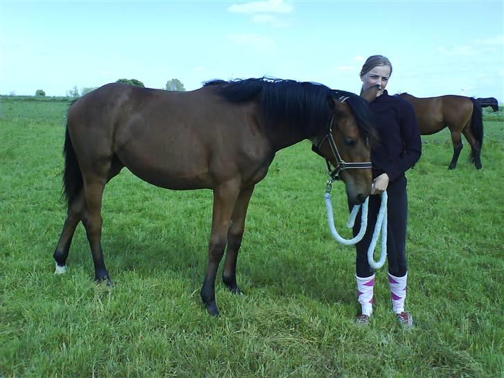 Dansk Varmblod Lady Leonora billede 7