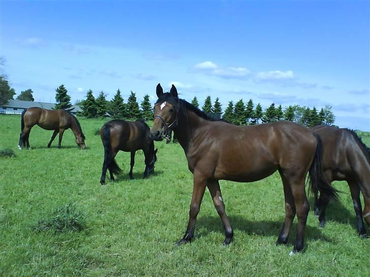 Dansk Varmblod Lady Leonora billede 8