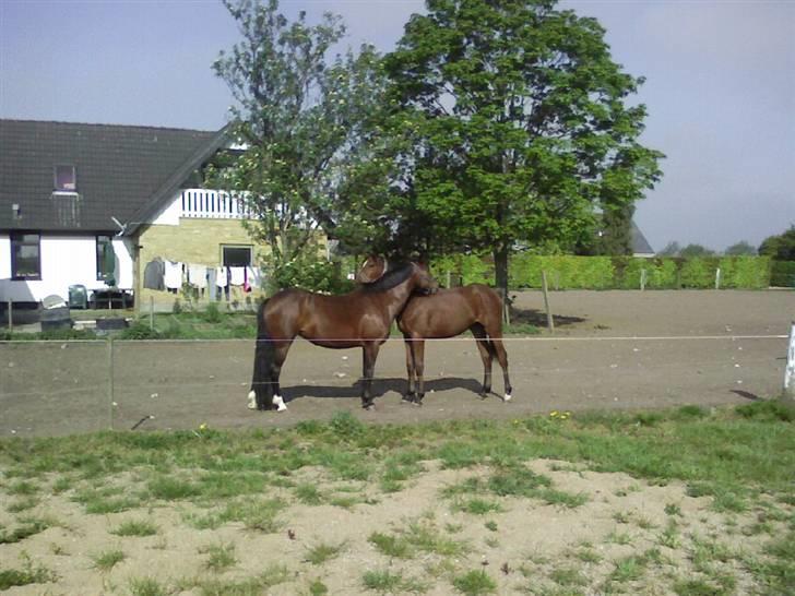 Dansk Varmblod Lady Leonora billede 9