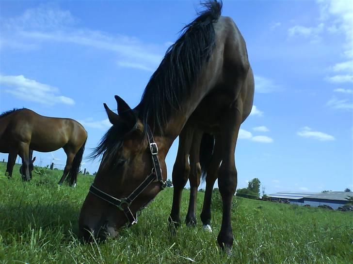 Dansk Varmblod Lady Leonora billede 10