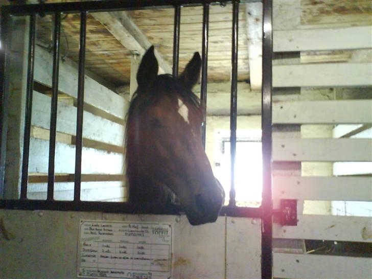 Dansk Varmblod Lady Leonora billede 11