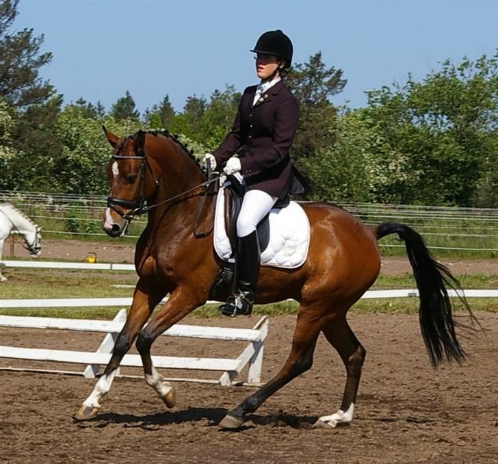 DSP Toftegårdens Alcazar A-po - verdens smukkeste <3 billede 18