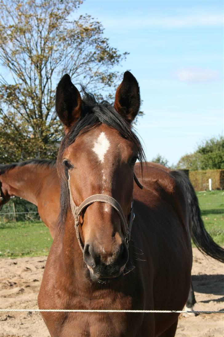 Dansk Varmblod Lady Leonora billede 12