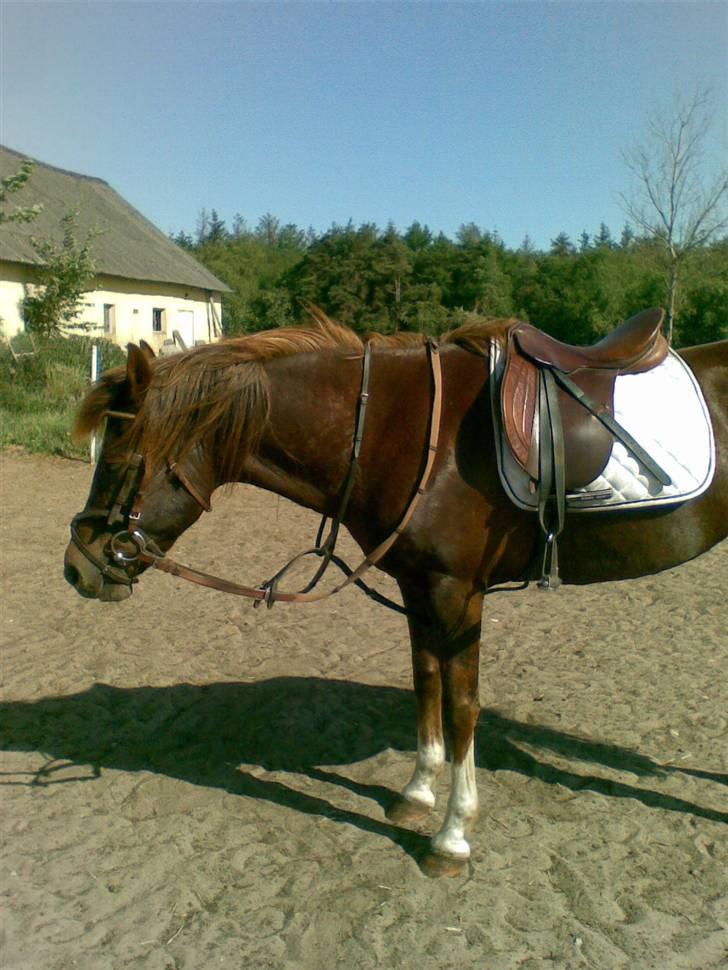 New Forest Natali NF 1820 - Træt gammel pony, efter en hård dag med springtræning billede 14