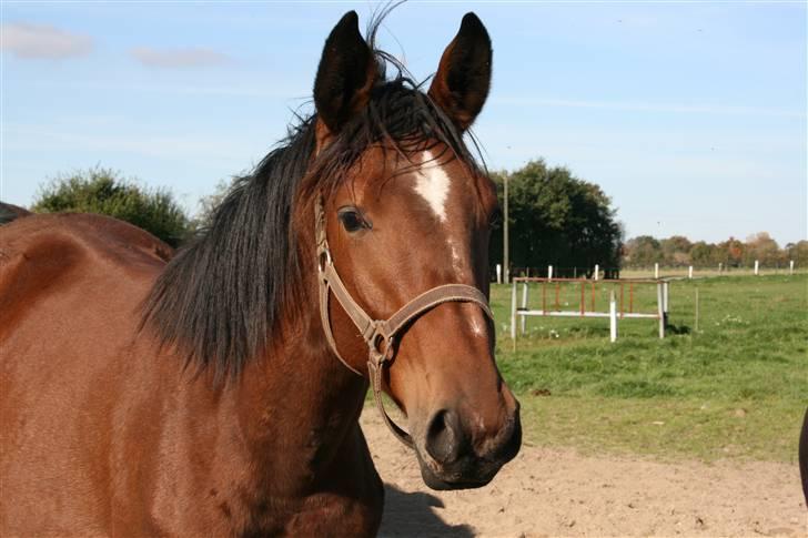 Dansk Varmblod Lady Leonora billede 13