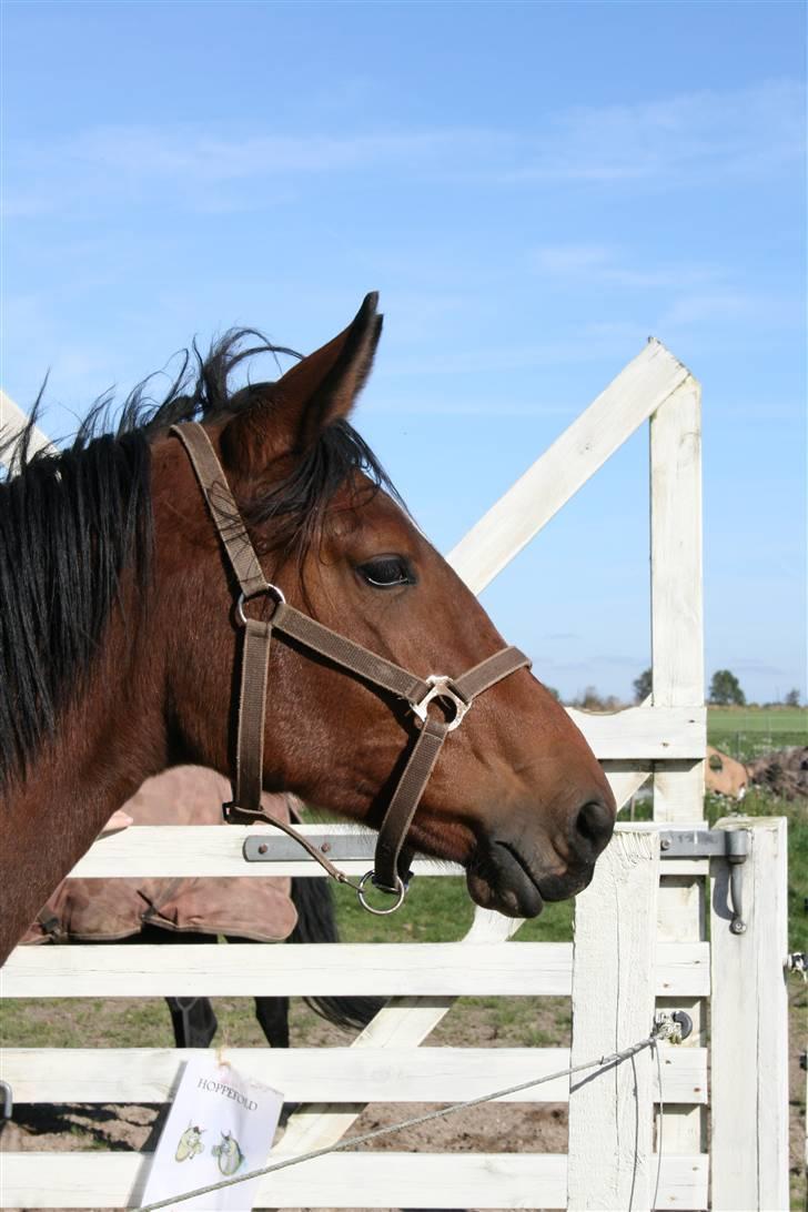 Dansk Varmblod Lady Leonora billede 14