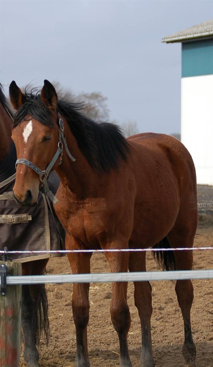 Dansk Varmblod Lady Leonora billede 15