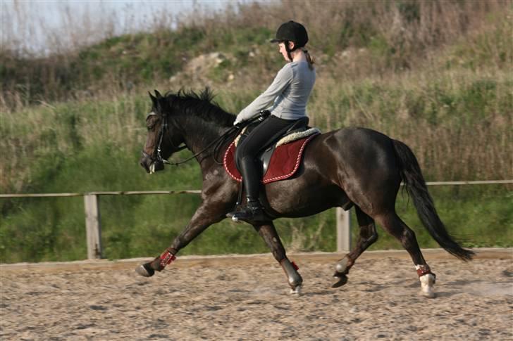 Anden særlig race Emil *SØSTERS* - Dressur træning på Emil 23.04.09 billede 14