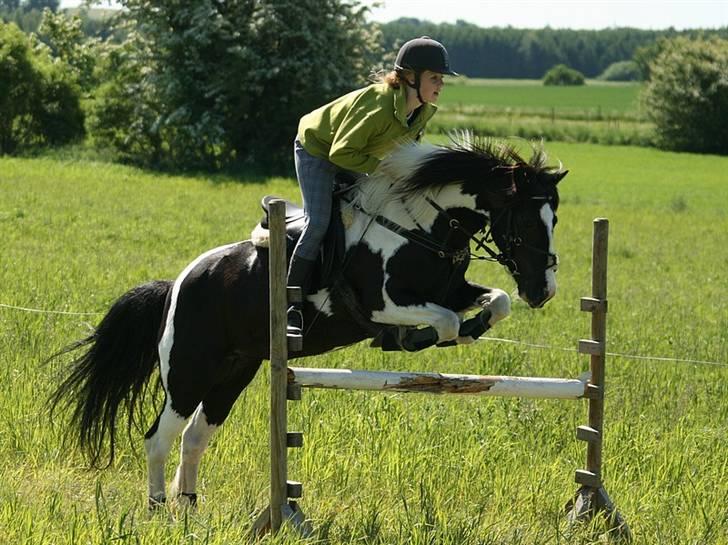 Irish Cob | Rain |  - [Foto: Julie/Jyl - Maj ´08] Rain og jeg springer <3 3 gang jeg rider hende, og første gang vi springer d: her er Springet ca 90 cm! :p >Elsker dig Rainy :o) billede 3