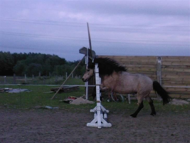 Anden særlig race Tjalfe ' Alt<3 *Gl. Part* - 20) Vi fik Tjalfe til at løbe lidt rundt på banen, da han fik lyst til også at tage springet (: <3 billede 20