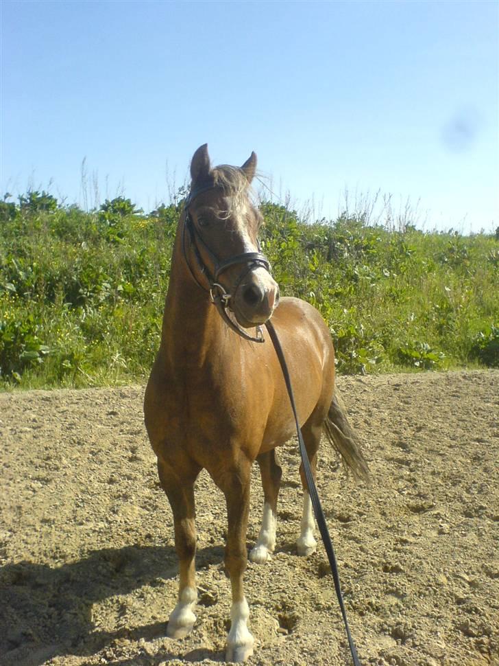 Welsh Mountain (sec A) Bjerregårds Favorit - En skøn pony!  TIL SALG! billede 7