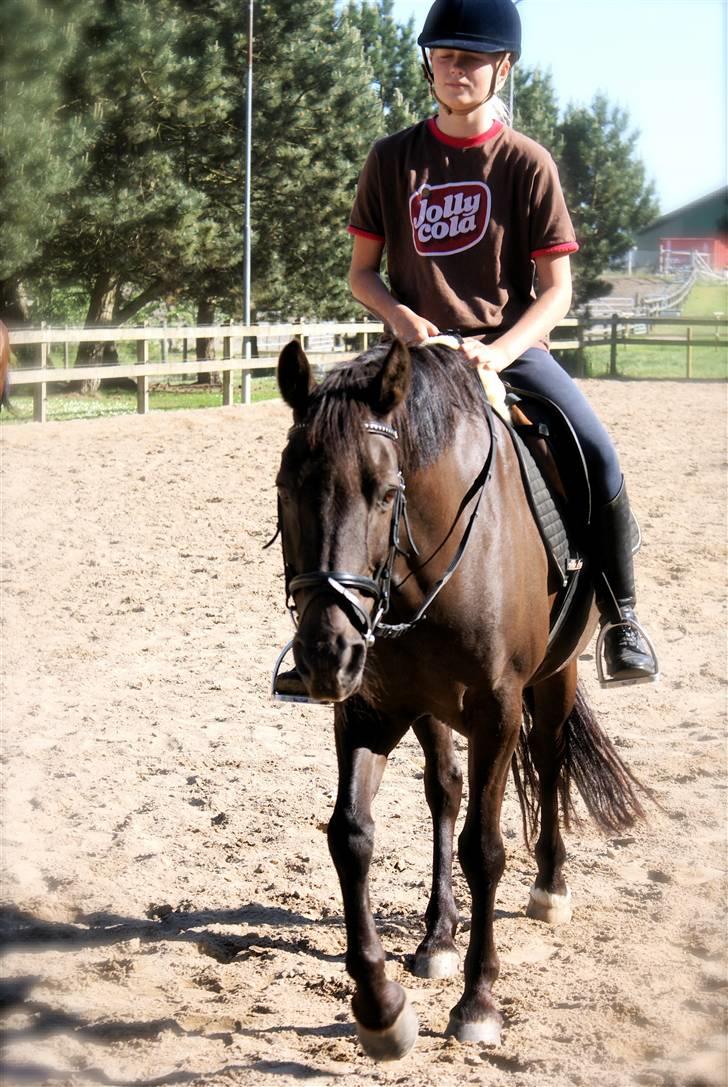 Irsk Sportspony Sirocco Stacey - LT-foto. dressur aags billede 12