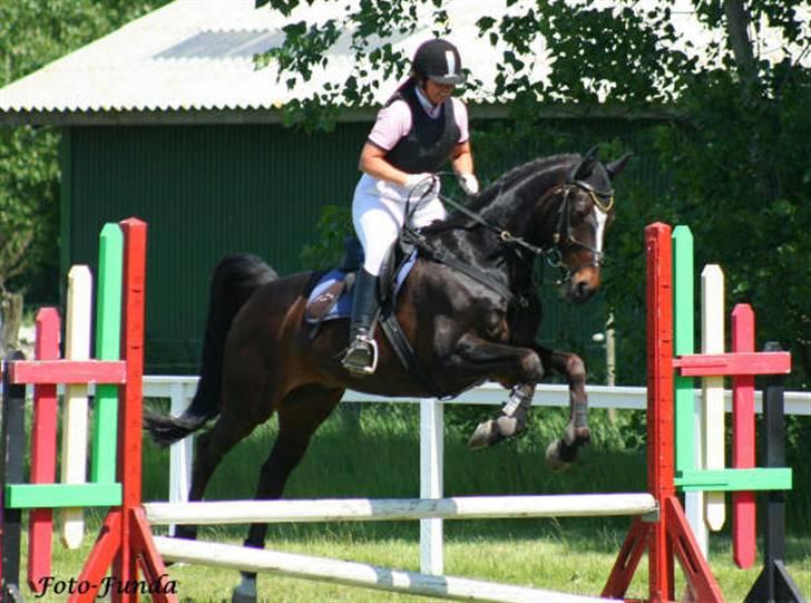 Dansk Varmblod Komet **SOLGT** - Komet tror det er en LA han skal hoppe hihi billede 9