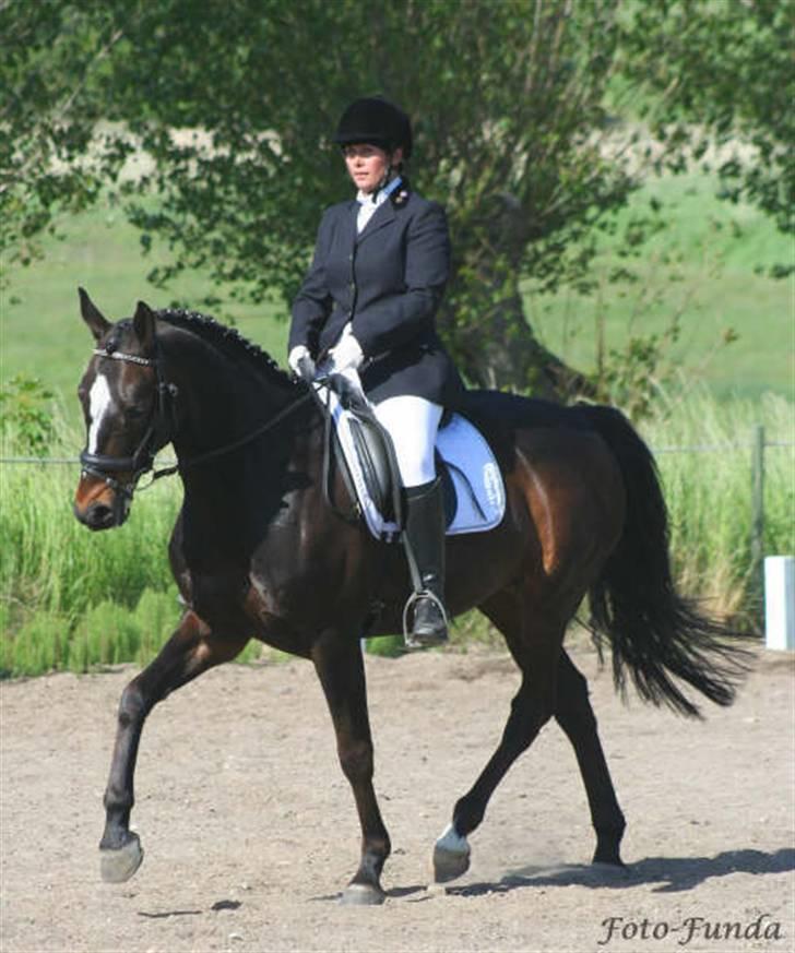 Dansk Varmblod Komet **SOLGT** - Sure fiske r.., han vil altså meget hellere springe end ride det kedelige dressur! billede 10