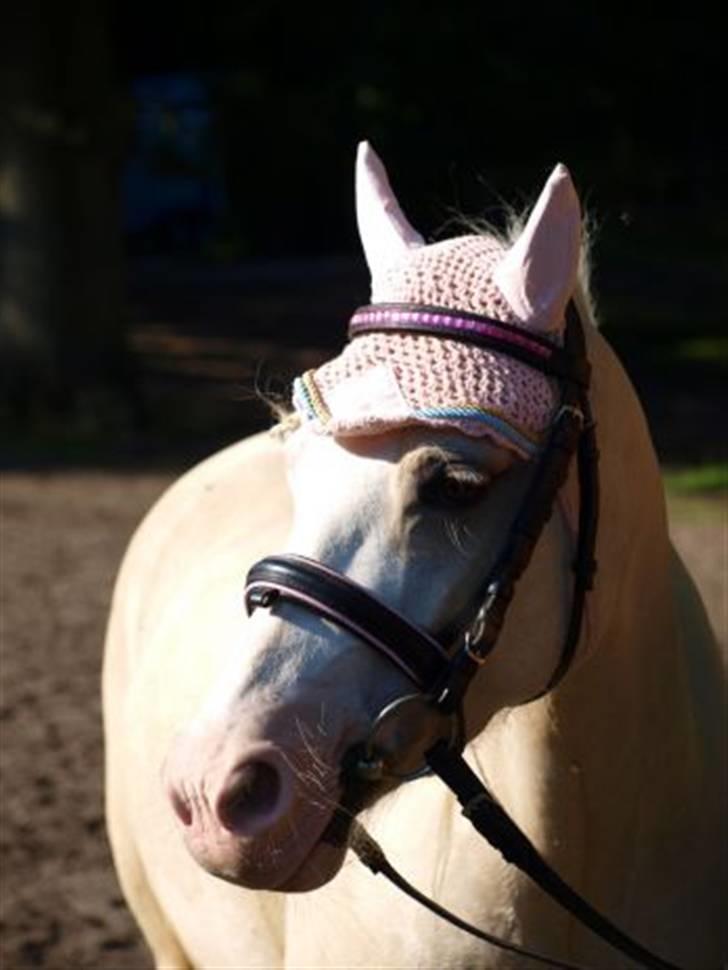 Welsh Pony (sec B) Rosengårdens Nakuma*solgt - Jeg elsker den pony :´) <3 billede 19