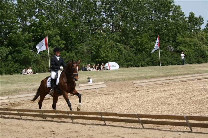 Dansk Varmblod Imagine SOLGT - ikast landsstævne ecco-cup, 11 ud af 42 billede 9