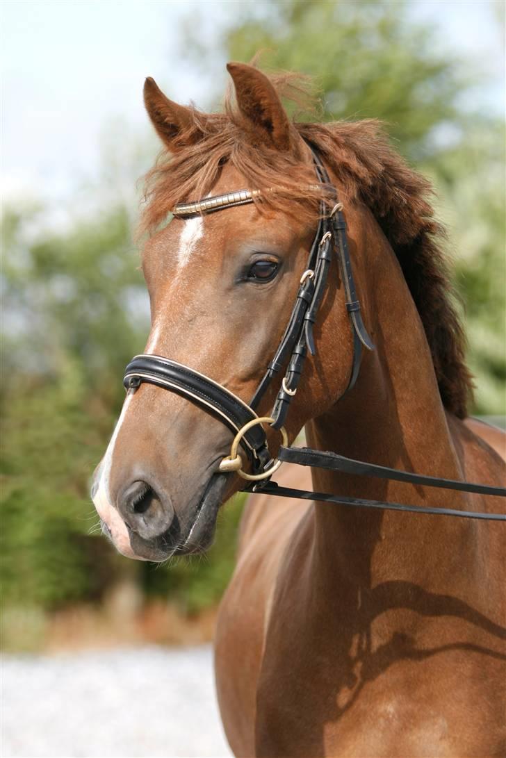 New Forest Elmholts Qüezon billede 1