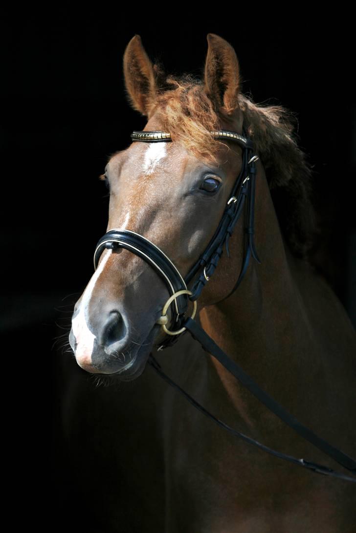 New Forest Elmholts Qüezon billede 2