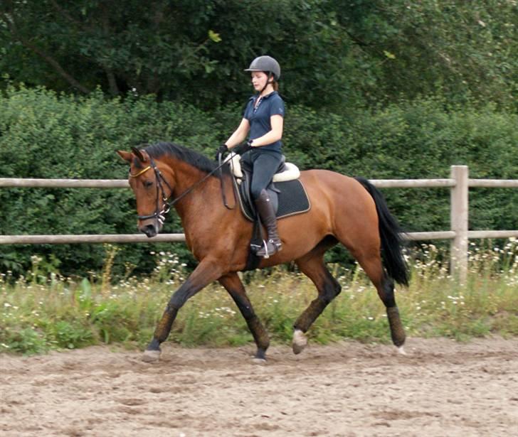 Hollandsk Varmblod Paradis - Solgt - R.I.P. - 14. juli 08. træning hjemme.. Min lille pony hest (: Hun er så sød !! billede 1