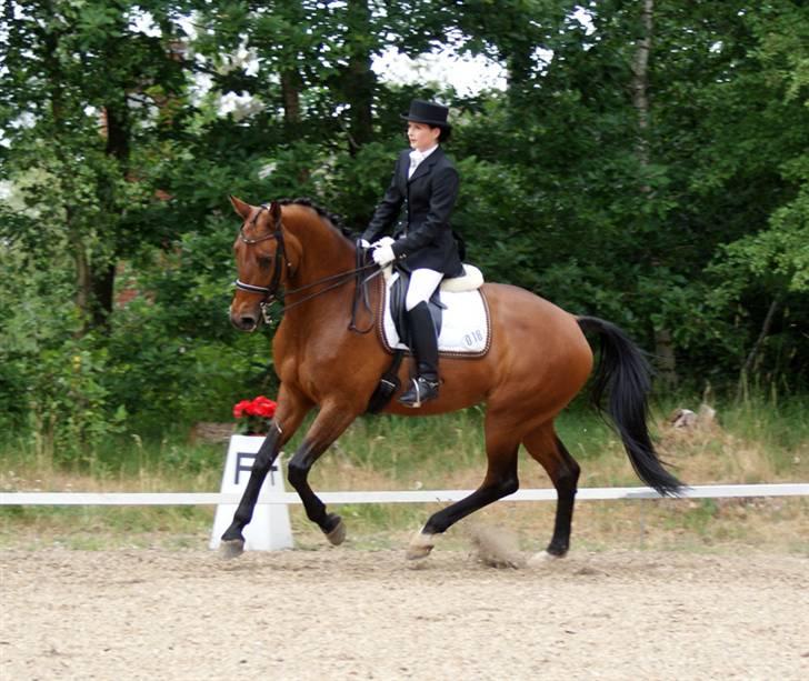 Hollandsk Varmblod Paradis - Solgt - R.I.P. - Til landsstævne i Birgittelyst 2008 .. Red til 60,5 % billede 6