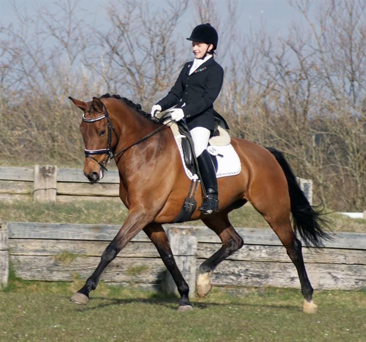 Hollandsk Varmblod Paradis - Solgt - R.I.P. - April 08 . stævne i Ringkøbing.. billede 7