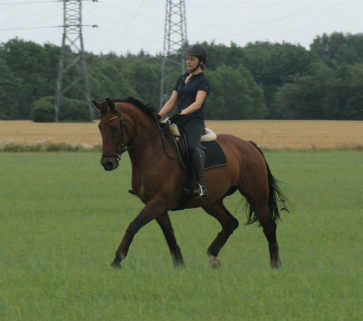 Hollandsk Varmblod Paradis - Solgt - R.I.P. - 14. juli 08. træning hjemme. billede 11