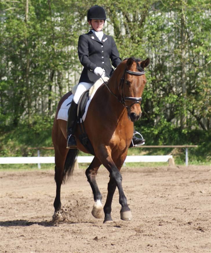 Hollandsk Varmblod Paradis - Solgt - R.I.P. - På Mors 08 (: billede 15