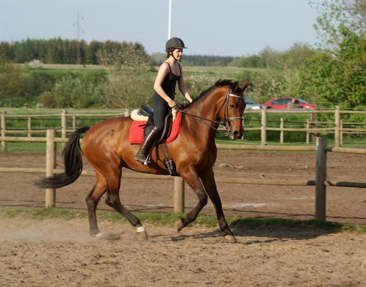 Hollandsk Varmblod Paradis - Solgt - R.I.P. - 10. maj 08 . Useriøs ridning hjemme på banen ;b billede 17