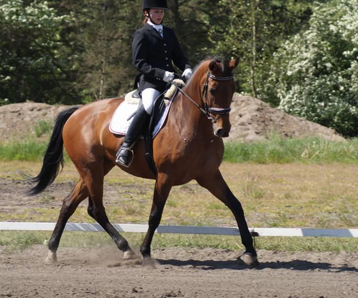 Hollandsk Varmblod Paradis - Solgt - R.I.P. - Skive pony/junior stævne maj 08 .. Vi blev self 1 uplaceret i alle klasserne (: billede 18